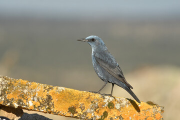 roquero solitario en el campo