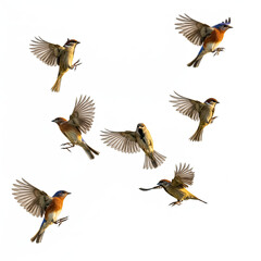 Fototapeta premium set of birds