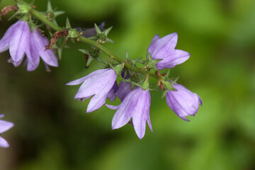 Inflorescence of the bellflower Campanula bononiensis