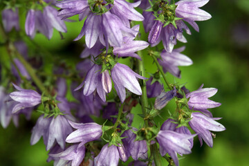 Inflorescence of the bellflower Campanula bononiensis