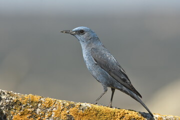 roquero solitario en el campo