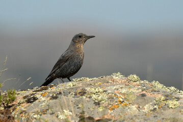 roquero solitario en el campo