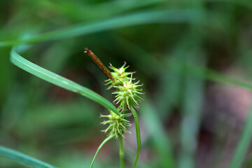 Hedgehog grass, Carex flava