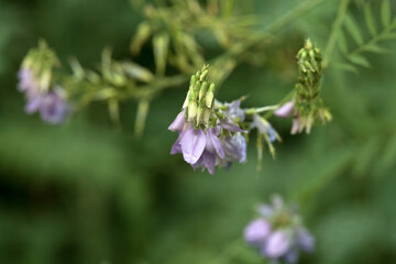 Flower of galega, Galega officinalis