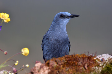 roquero solitario en el campo
