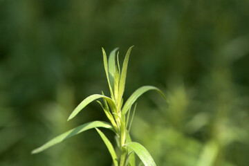 Foliage of Tarragon, Artemisia dracunculus