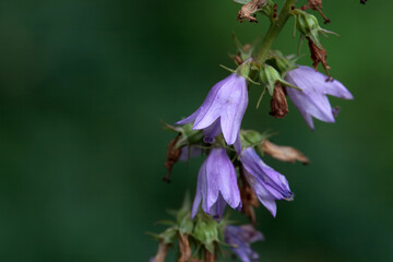 Inflorescence of the bellflower Campanula bononiensis