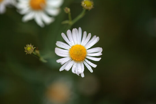 False chamomile, Boltonia asteroides