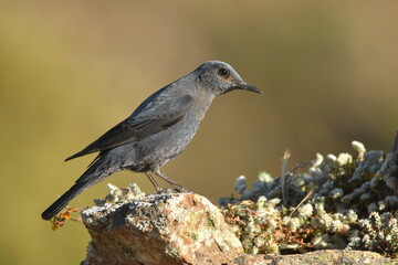 roquero solitario en el campo