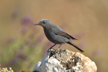roquero solitario en el campo