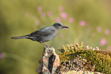 roquero solitario en el campo