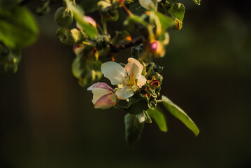 Springtime Apple Tree in Full Bloom