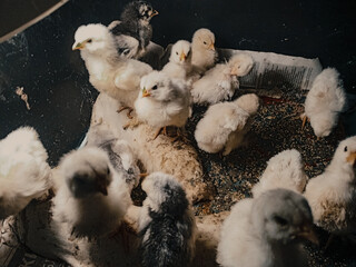 Cute Baby Chickens Huddled Together