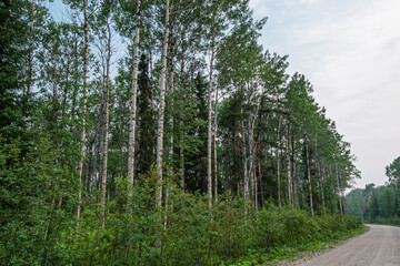 Among the Birch Trees, Canadian Forest