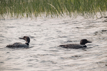 Loons in the wild, with their baby chick in the reeds