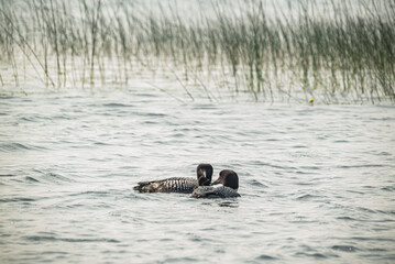 Loons in the wild, with their baby chick in the reeds