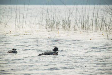 Loons in the wild, with their baby chick in the reeds
