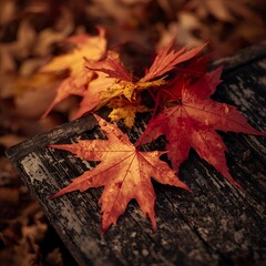 Maple leaves in fiery autumn colors resting on an old wooden table, with a blurred natural background.