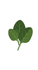 Spinach leaves a healthy green vegetable with prominent veins perfect for culinary use and nutrition