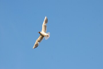 Graceful Seagulls in Free Flight