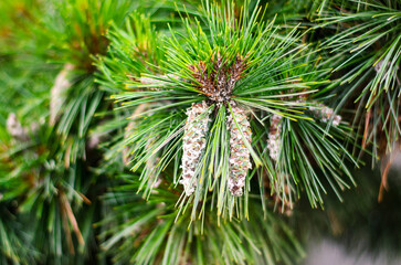 Cluster of small pine cones among needles on a green branch