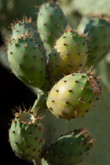 Close-up of a prickly pear cactus growing outdoors, in portrait format. In summer, ripe prickly pears hang from the plant.