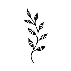 A detailed black line drawing of a botanical plant branch with elongated leaves, ideal for nature-themed design and decoration projects