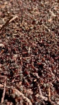 Eine gro&szlig;e Menge an Ameisen auf einem Ameisenhaufen die emsig umherrennen