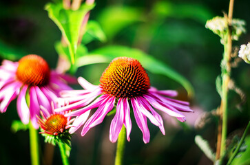 Blooming pink coneflower with orange center on green natural background