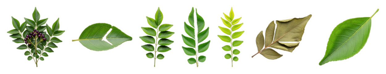 Curry leaves and botanical foliage set including fresh, young, mature, and dried elements isolated. Culinary herbs and natural spices.