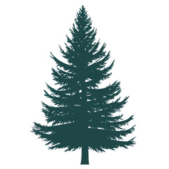 Obraz premium Detailed silhouette of evergreen conifer tree with full branches and needles isolated on white background for nature and forest design