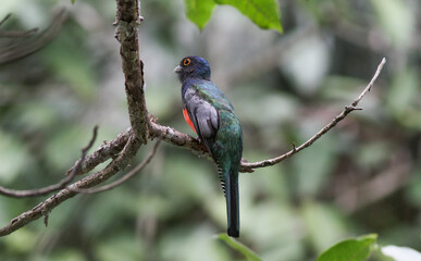 Varied trogon (surrucura) in the Pantanal of Mato Grosso