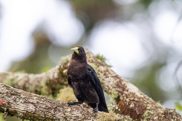 Guaxe - (Cacicus Haemorrhous) in the Itatiaia National Park in Rio de Janeiro
