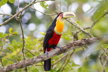 close up of a green-billed toucan in Itatiaia National Park in Rio de Janeiro