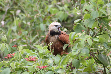close up of a beautiful hawk (Busarellus nigricollis) in the Pantanal of Mato Grosso