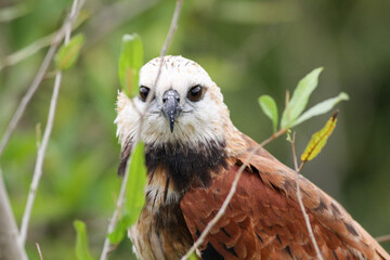close up of a beautiful hawk (Busarellus nigricollis) in the Pantanal of Mato Grosso