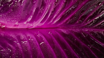 Purple cabbage texture background. Macro image of water drops on purple surface. Macro photo.