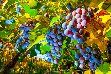 Bunches of grapes, plantation and grapes