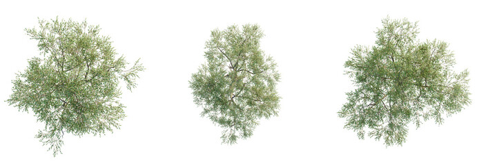 Eucalyptus robusta Tree plan top view cutout isolate on white background © DH Tree Stock