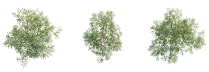 Eucalyptus robusta Tree plan top view cutout isolate on white background