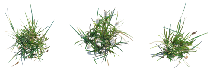 Typha orientalis Tree plan top view cutout isolate on white background