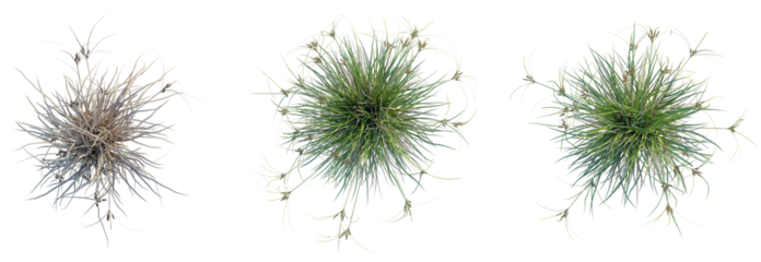 Cyperus ustulatus Tree plan top view 4k isolate