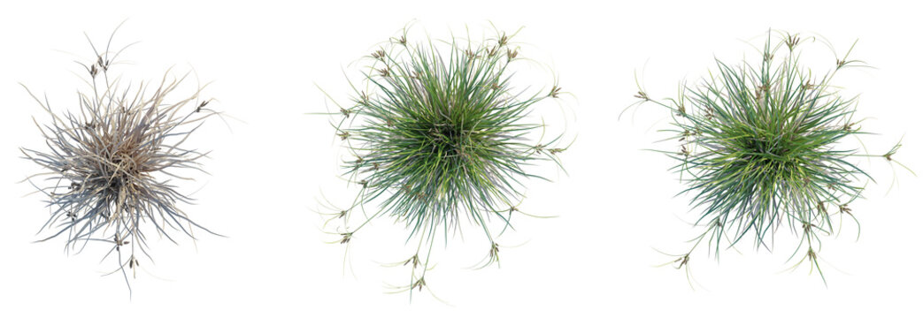 Fototapeta Cyperus ustulatus Tree plan top view 4k isolate