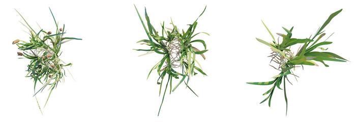 Typha orientalis Tree plan top view cutout transparent background © DH Tree Stock