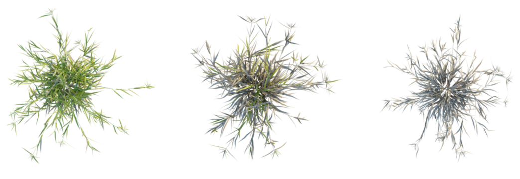 Bolboschoenus fluviatilis Tree plan top view cutout isolate on white background