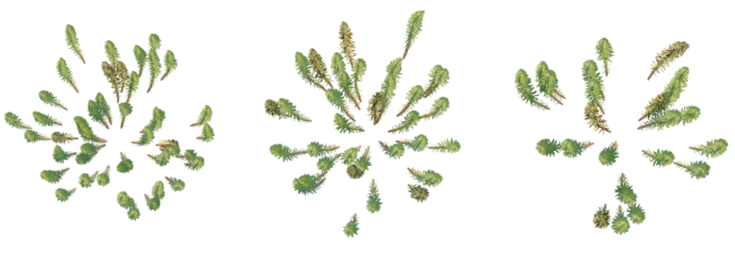 Hippuris vulgaris Tree plan top view cutout transparent background