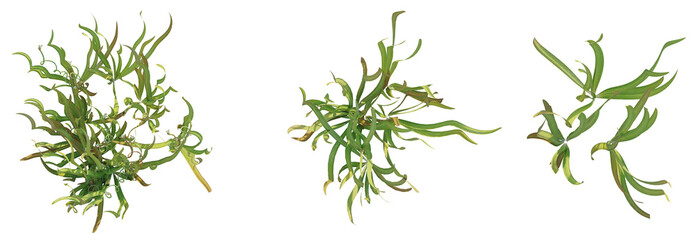 Vallisneria americana Tree plan top view cutout transparent background