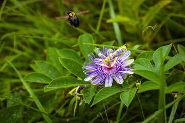 Purple Passionflower (Passiflora incarnata) showing its exotic bloom and unripe green fruit.