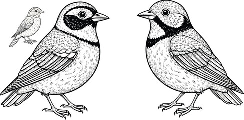 Three detailed bird illustrations in black and white with intricate feather and line work design style