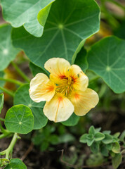 Gelbe Kapuzinerkresse in voller Blüte im Sommergarten